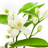 Oxygen Botanicals Ultra Correcting-C Cream - New! - Your Skin Care Clinic